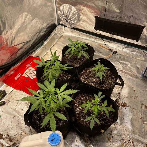 Mimosa X Orange Punch - Barney’s #1  Farm Autoflowers growlog photo: These girls are growing up fast. Hard to believe 5 days ago they were so little.. ignore the mess, it’s getting cleaned up tomorrow. Had some drainage come out and going to get the trellis setup & do some LST.