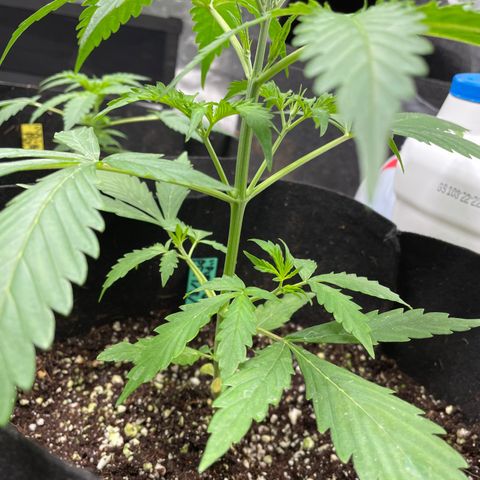 Mimosa X Orange Punch - Barney’s #1  Farm Autoflowers growlog timeline photo