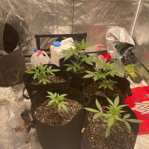 Mimosa X Orange Punch - Barney’s #1  Farm Autoflowers growlog timeline photo