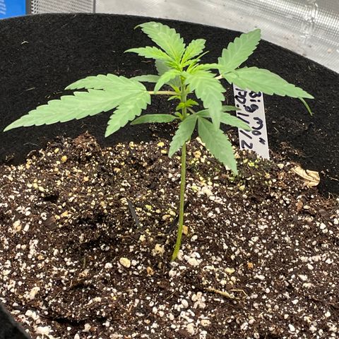 Mimosa X Orange Punch - Barney’s #1  Farm Autoflowers growlog timeline photo