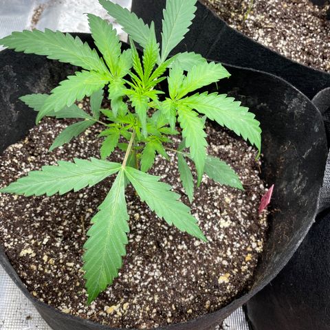 Mimosa X Orange Punch - Barney’s #1  Farm Autoflowers growlog timeline photo