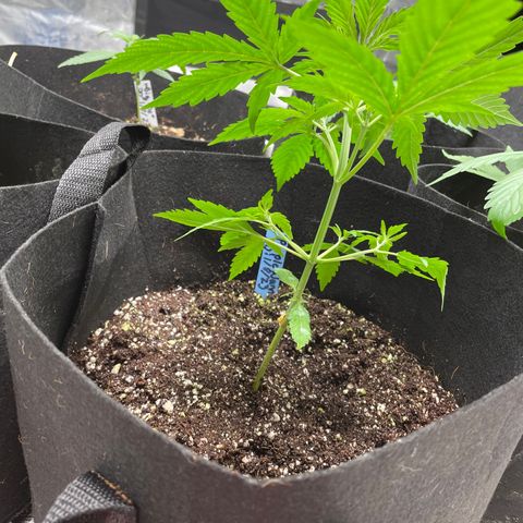 Mimosa X Orange Punch - Barney’s #1  Farm Autoflowers growlog timeline photo