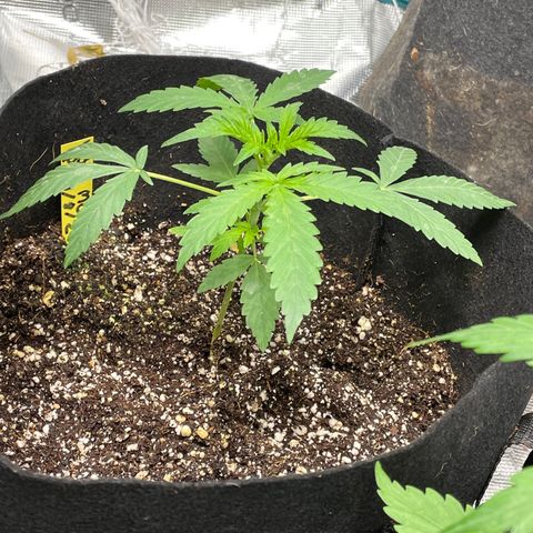 Mimosa X Orange Punch - Barney’s #1  Farm Autoflowers growlog timeline photo