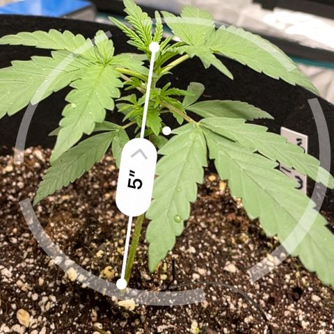Mimosa X Orange Punch - Barney’s #1  Farm Autoflowers growlog photo: This was pre-defoliation. The spots on leaves are from a little bit of the nutes Wawa splashing on em’. All gone now. 
