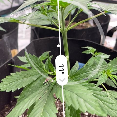 Mimosa X Orange Punch - Barney’s #1  Farm Autoflowers growlog photo: This was pre-defoliation. The spots on leaves are from a little bit of the nutes Wawa splashing on em’. All gone now. 