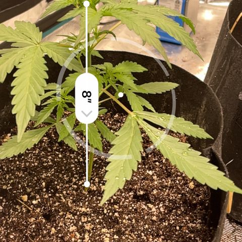 Mimosa X Orange Punch - Barney’s #1  Farm Autoflowers growlog photo: This was pre-defoliation. The spots on leaves are from a little bit of the nutes Wawa splashing on em’. All gone now. 