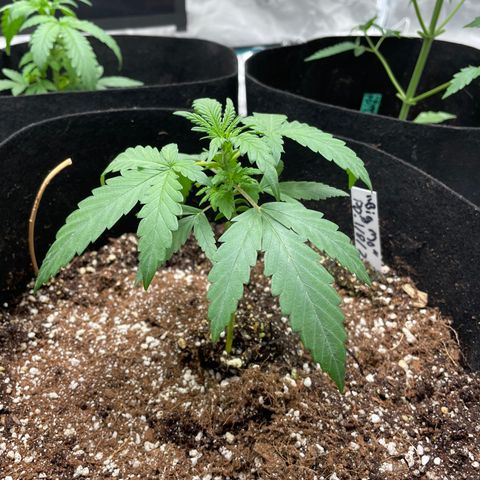 Mimosa X Orange Punch - Barney’s #1  Farm Autoflowers growlog photo: Post 1st defoliation. Day: of the grow cycle, week 3 of veg going into week 4. 