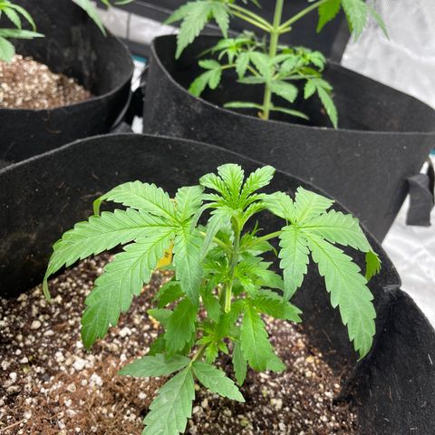Mimosa X Orange Punch - Barney’s #1  Farm Autoflowers growlog photo: Post 1st defoliation. Day: of the grow cycle, week 3 of veg going into week 4. 