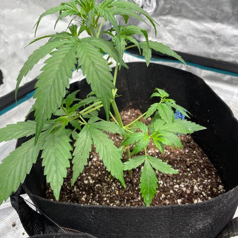 Mimosa X Orange Punch - Barney’s #1  Farm Autoflowers growlog photo: Post 1st defoliation. Day: of the grow cycle, week 3 of veg going into week 4. 