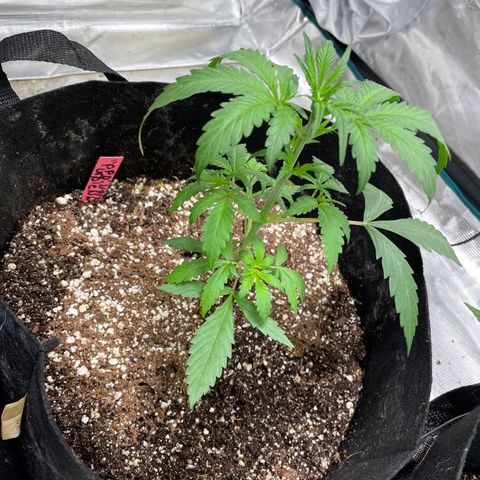 Mimosa X Orange Punch - Barney’s #1  Farm Autoflowers growlog photo: Post-defoliation. Only did a light pure pHd watering around the edges of the pot. 1/5th/gal per plant to be exact. 