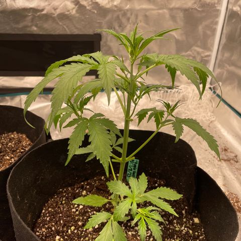Mimosa X Orange Punch - Barney’s #1  Farm Autoflowers growlog photo: Post-defoliation. Only did a light pure pHd watering around the edges of the pot. 1/5th/gal per plant to be exact. 