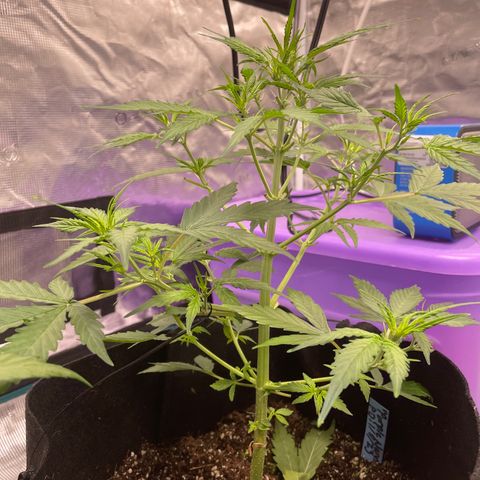 Purple Nanners’ - FastBuds Autoflowers #1 growlog photo: All doing great. The green tag is doing best and responding very quickly to LST. Blue tag is recovering from a slight nitrogen deficiency. And it appears that the red tag also had some new tiny tiny nitro def. Other than that, all are responding well to the nutrient regiment, LST, & defoliation. 