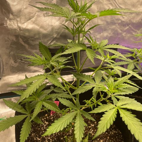 Purple Nanners’ - FastBuds Autoflowers #1 growlog photo: All doing great. The green tag is doing best and responding very quickly to LST. Blue tag is recovering from a slight nitrogen deficiency. And it appears that the red tag also had some new tiny tiny nitro def. Other than that, all are responding well to the nutrient regiment, LST, & defoliation. 