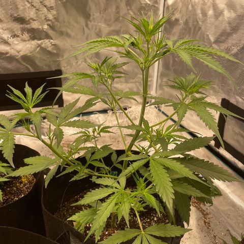 Purple Nanners’ - FastBuds Autoflowers #1 growlog photo: All doing great. The green tag is doing best and responding very quickly to LST. Blue tag is recovering from a slight nitrogen deficiency. And it appears that the red tag also had some new tiny tiny nitro def. Other than that, all are responding well to the nutrient regiment, LST, & defoliation. 