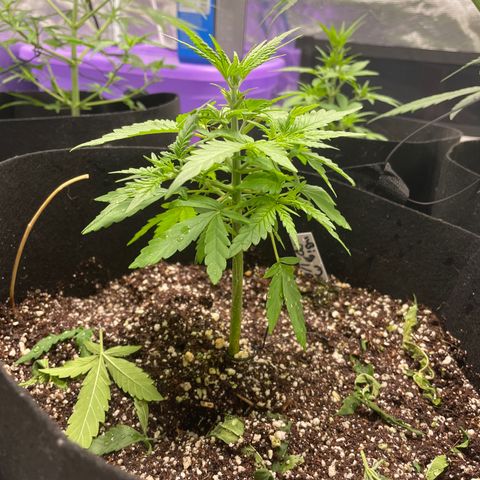 Mimosa X Orange Punch - Barney’s #1  Farm Autoflowers growlog photo: Either these babes are stunted or are just taking their sweet time. Terpene production has started, can smell the sweet candy orange scent after I trimmed up some of the “bigger” fan leaves but not gaining any height. The white tag definitely has not and the yellow tag has grown 1 1/2” since last measured. About 2 weeks from flowering for these ladies. 