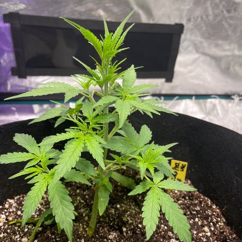 Mimosa X Orange Punch - Barney’s #1  Farm Autoflowers growlog photo: Either these babes are stunted or are just taking their sweet time. Terpene production has started, can smell the sweet candy orange scent after I trimmed up some of the “bigger” fan leaves but not gaining any height. The white tag definitely has not and the yellow tag has grown 1 1/2” since last measured. About 2 weeks from flowering for these ladies. 