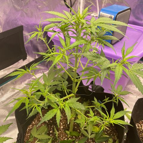 Mimosa X Orange Punch - Barney’s #1  Farm Autoflowers growlog photo: Looking good for the most part. Work being done