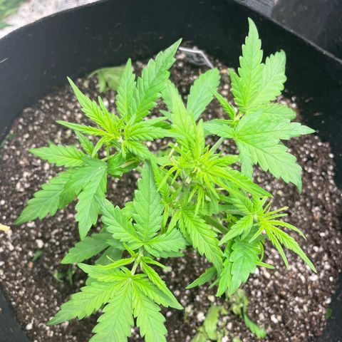 Mimosa X Orange Punch - Barney’s #1  Farm Autoflowers growlog photo: Looking good for the most part. Work being done