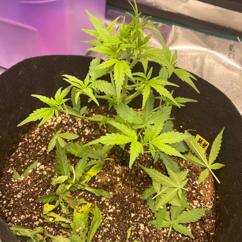 Mimosa X Orange Punch - Barney’s #1  Farm Autoflowers growlog photo: Looking good for the most part. Work being done