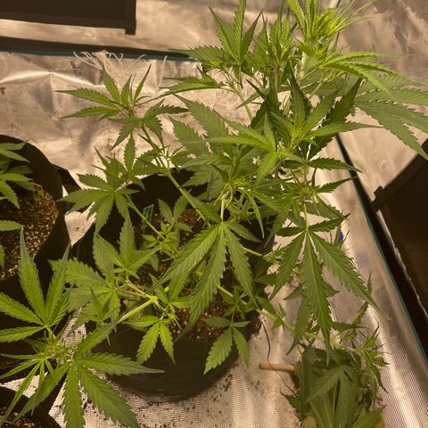 Mimosa X Orange Punch - Barney’s #1  Farm Autoflowers growlog photo: Looking good for the most part. Work being done