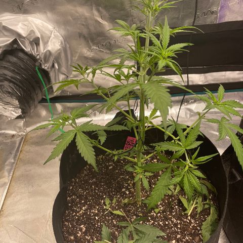 Mimosa X Orange Punch - Barney’s #1  Farm Autoflowers growlog photo: Looking good for the most part. Work being done