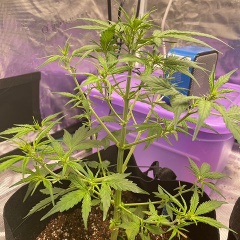 Mimosa X Orange Punch - Barney’s #1  Farm Autoflowers growlog photo: Looking good for the most part. Work being done