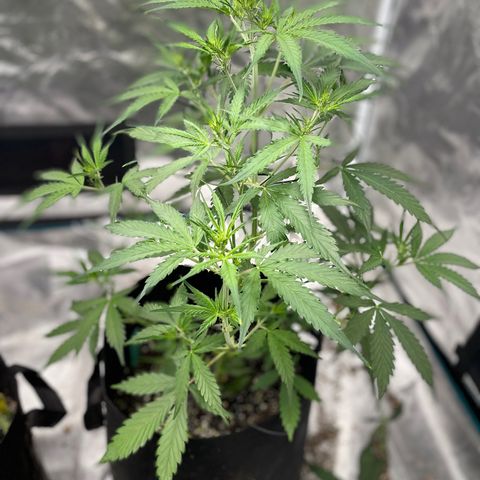 Mimosa X Orange Punch - Barney’s #1  Farm Autoflowers growlog photo: Everyone’s responding well to what we did yesterday. Todays tasks were actually completed 02/09/23, not the 10th. 