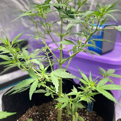 Mimosa X Orange Punch - Barney’s #1  Farm Autoflowers growlog photo: Everyone’s responding well to what we did yesterday. Todays tasks were actually completed 02/09/23, not the 10th. 