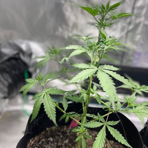 Mimosa X Orange Punch - Barney’s #1  Farm Autoflowers growlog photo: Everyone’s responding well to what we did yesterday. Todays tasks were actually completed 02/09/23, not the 10th. 