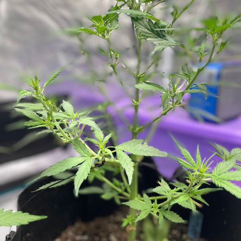 Mimosa X Orange Punch - Barney’s #1  Farm Autoflowers growlog photo: Everyone’s responding well to what we did yesterday. Todays tasks were actually completed 02/09/23, not the 10th. 