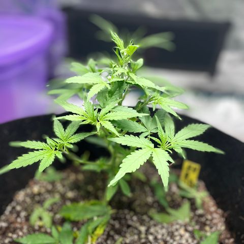 Mimosa X Orange Punch - Barney’s #1  Farm Autoflowers growlog photo: Everyone’s responding well to what we did yesterday. Todays tasks were actually completed 02/09/23, not the 10th. 