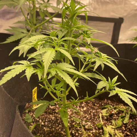 Mimosa X Orange Punch - Barney’s #1  Farm Autoflowers growlog photo: 1 close up of all 5 ladies. The two mimosa still seem stunted, the one moreso than the other. The purple Nanners that has been trained using LST more than the others has definitely gone the best. I will train the others more today a tad bit & hope it helps! I also included one picture of the entire setup + the AC Infinity 10 speed oscilating fan came in today!