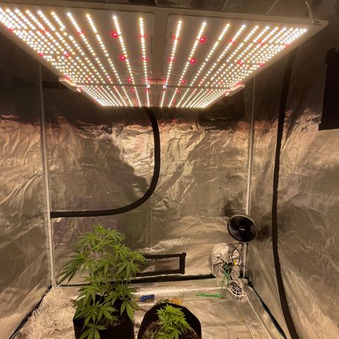 Mimosa X Orange Punch - Barney’s #1  Farm Autoflowers growlog timeline photo