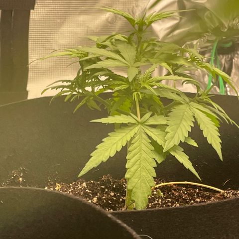 Mimosa X Orange Punch - Barney’s #1  Farm Autoflowers growlog photo: 1 close up of all 5 ladies. The two mimosa still seem stunted, the one moreso than the other. The purple Nanners that has been trained using LST more than the others has definitely gone the best. I will train the others more today a tad bit & hope it helps! I also included one picture of the entire setup + the AC Infinity 10 speed oscilating fan came in today!