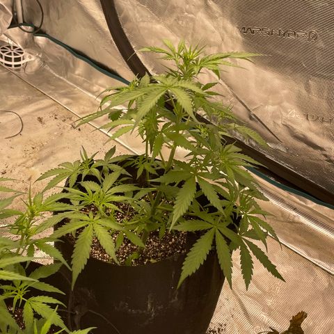 Mimosa X Orange Punch - Barney’s #1  Farm Autoflowers growlog photo: 1 close up of all 5 ladies. The two mimosa still seem stunted, the one moreso than the other. The purple Nanners that has been trained using LST more than the others has definitely gone the best. I will train the others more today a tad bit & hope it helps! I also included one picture of the entire setup + the AC Infinity 10 speed oscilating fan came in today!