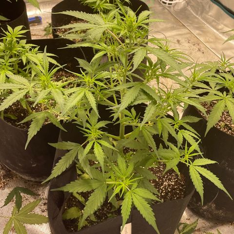 Mimosa X Orange Punch - Barney’s #1  Farm Autoflowers growlog photo: 1 close up of all 5 ladies. The two mimosa still seem stunted, the one moreso than the other. The purple Nanners that has been trained using LST more than the others has definitely gone the best. I will train the others more today a tad bit & hope it helps! I also included one picture of the entire setup + the AC Infinity 10 speed oscilating fan came in today!