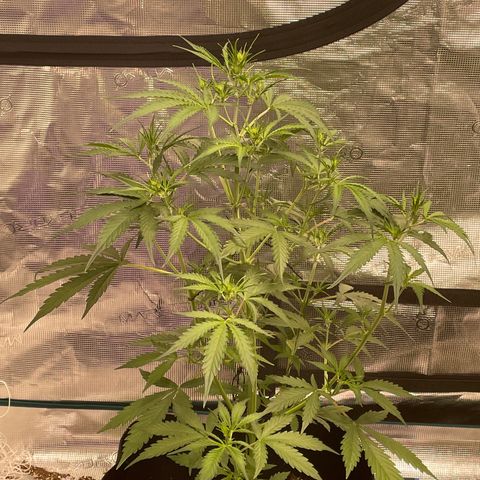 Mimosa X Orange Punch - Barney’s #1  Farm Autoflowers growlog photo: 1 close up of all 5 ladies. The two mimosa still seem stunted, the one moreso than the other. The purple Nanners that has been trained using LST more than the others has definitely gone the best. I will train the others more today a tad bit & hope it helps! I also included one picture of the entire setup + the AC Infinity 10 speed oscilating fan came in today!
