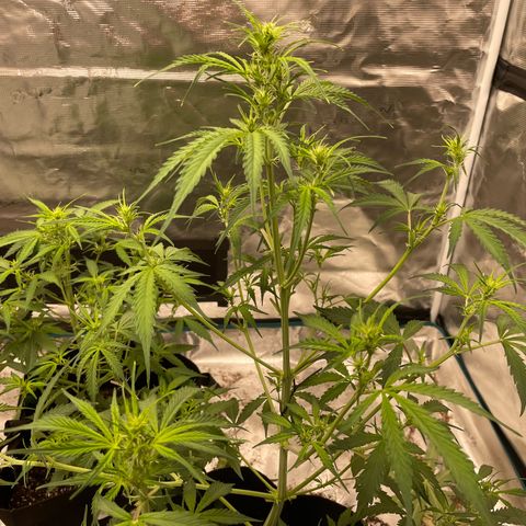 Mimosa X Orange Punch - Barney’s #1  Farm Autoflowers growlog photo: 1st pic captured with the new usb microscope