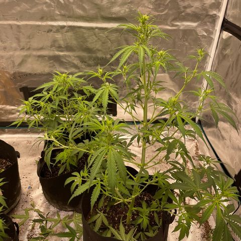 Mimosa X Orange Punch - Barney’s #1  Farm Autoflowers growlog photo: 1st pic captured with the new usb microscope