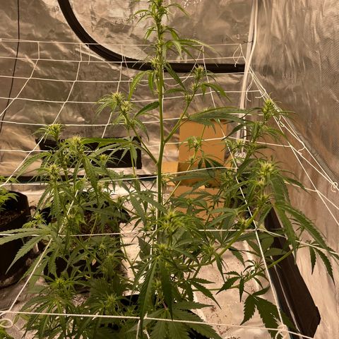 Mimosa X Orange Punch - Barney’s #1  Farm Autoflowers growlog photo: Pics from over the last 3 days