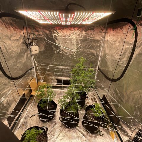 Mimosa X Orange Punch - Barney’s #1  Farm Autoflowers growlog photo: Pics from over the last 3 days