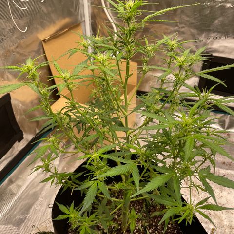 Mimosa X Orange Punch - Barney’s #1  Farm Autoflowers growlog photo: Pics from over the last 3 days