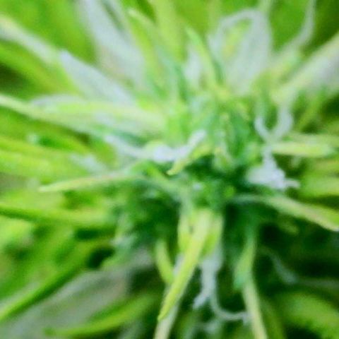 Mimosa X Orange Punch - Barney’s #1  Farm Autoflowers growlog photo: Pics from over the last 3 days
