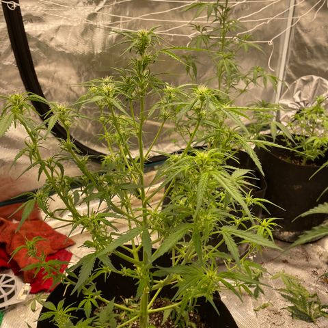 Mimosa X Orange Punch - Barney’s #1  Farm Autoflowers growlog photo: Pics from over the last 3 days