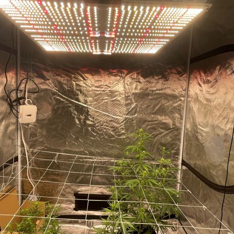 Mimosa X Orange Punch - Barney’s #1  Farm Autoflowers growlog photo: Pics from over the last 3 days