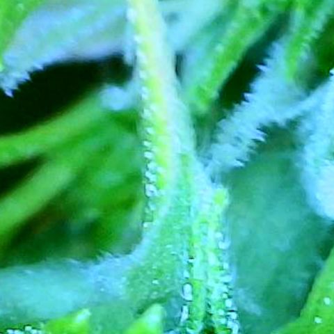 Mimosa X Orange Punch - Barney’s #1  Farm Autoflowers growlog photo: Pics from over the last 3 days