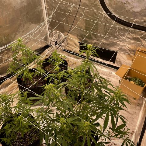 Mimosa X Orange Punch - Barney’s #1  Farm Autoflowers growlog photo: Pics from over the last 3 days