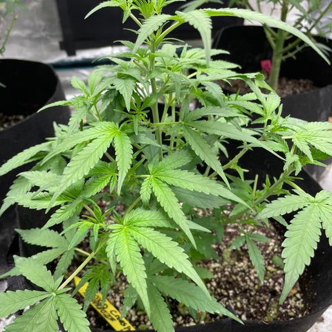 Mimosa X Orange Punch - Barney’s #1  Farm Autoflowers growlog timeline photo
