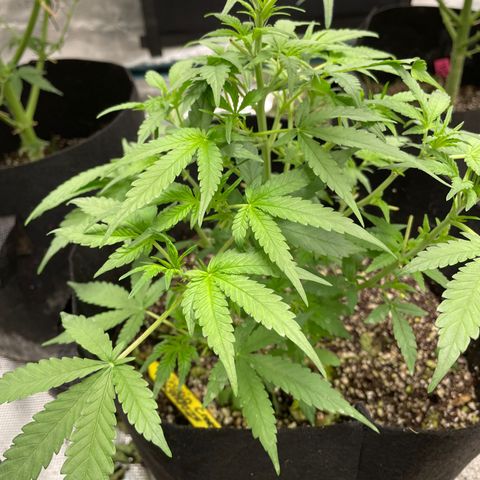 Mimosa X Orange Punch - Barney’s #1  Farm Autoflowers growlog timeline photo