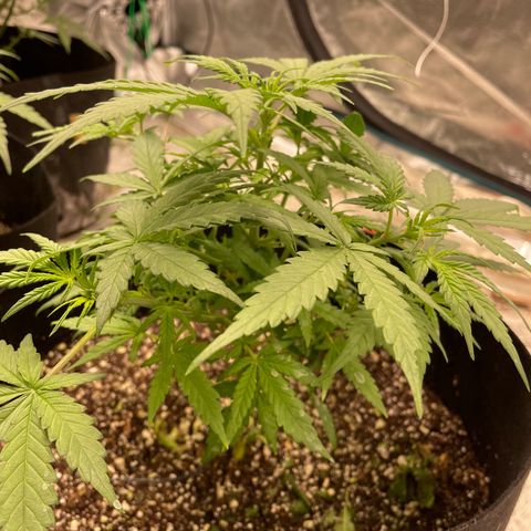 Mimosa X Orange Punch - Barney’s #1  Farm Autoflowers growlog timeline photo